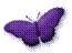 Papillon Breeders