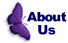 Papillon Breeder Information