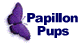 Papillon Pups