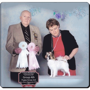 papillon breeders Riff Raff