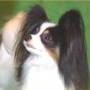 Papillon Breeders