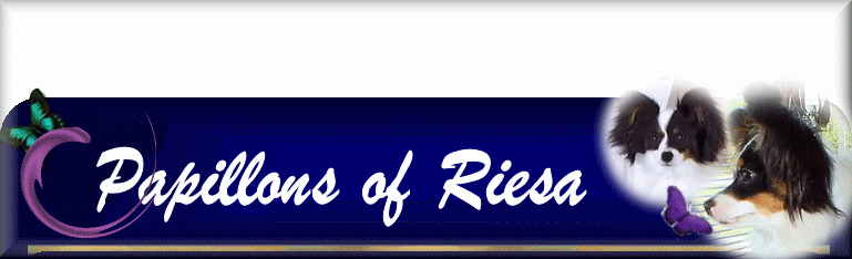 Papillon Breeders of Riesa