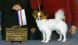 Papillon Breeders
