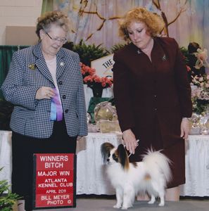 Papillon Breeders Ricky