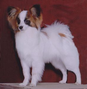 Papillon Breeder Maximillian
