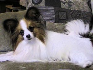 Papillon Male