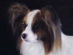 Papillon Show Dog