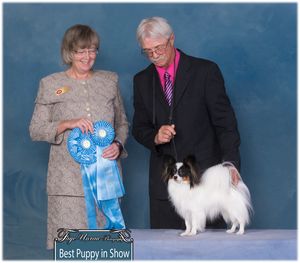 best puppy in show
