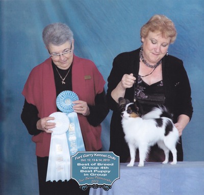 Papillon Show Dog