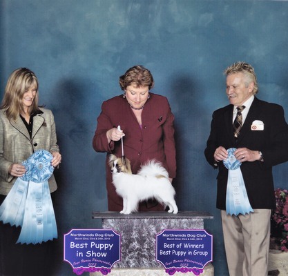 Papillon Breeder Best Puppy In Show
