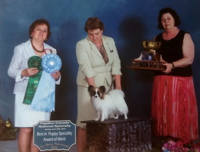 Papillon Breeders Riff Raff