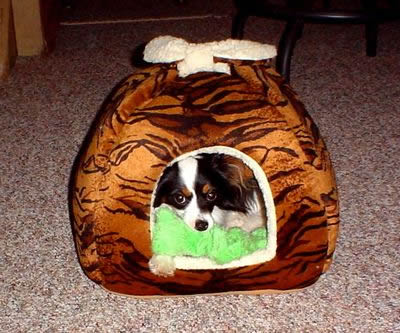 Papillon Pups