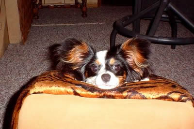 Papillon Pup