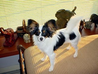Papillon Pup Canisphere's Jumpin Juniper