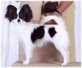 Papillon