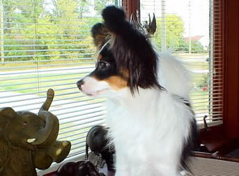 Papillon