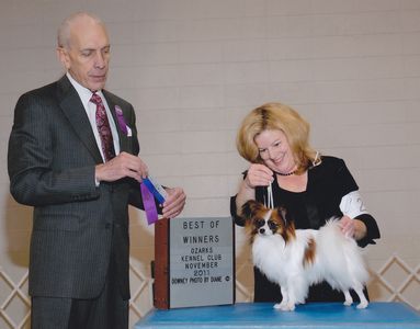 Papillon Breeders