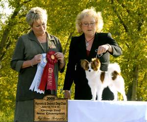 Papillon Breeder Pup
