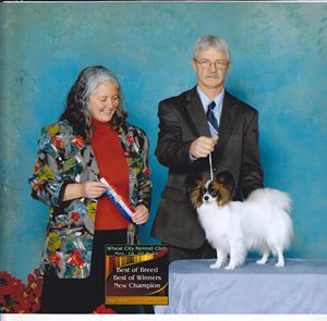Papillon Breeder Maximillian