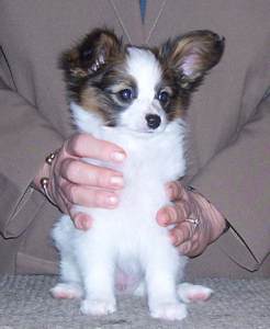 Papillon Pup