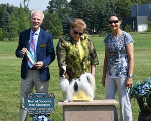 Papillon Champion
